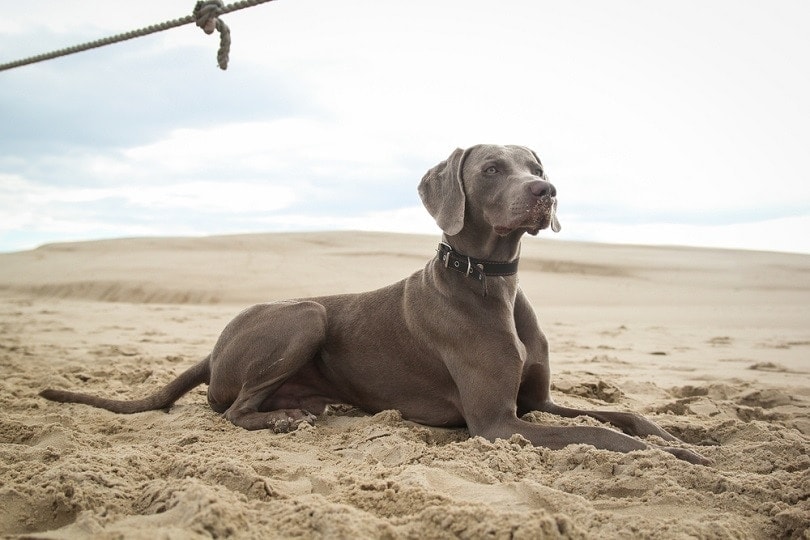 Weimaraner shop becoming aggressive