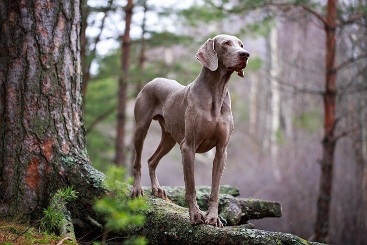 Which dog breed is prettiest?