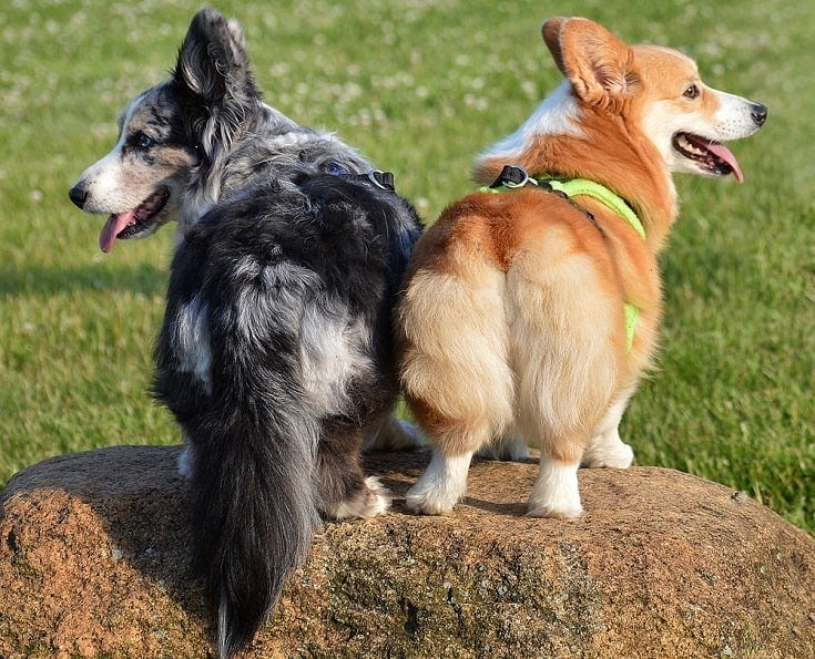 Welsh Corgi Pembroke and Cardigan tails