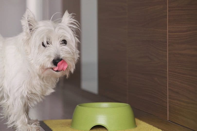 West Highland White Terrier dog at home eating_alejandro rodriguez_shutterstock