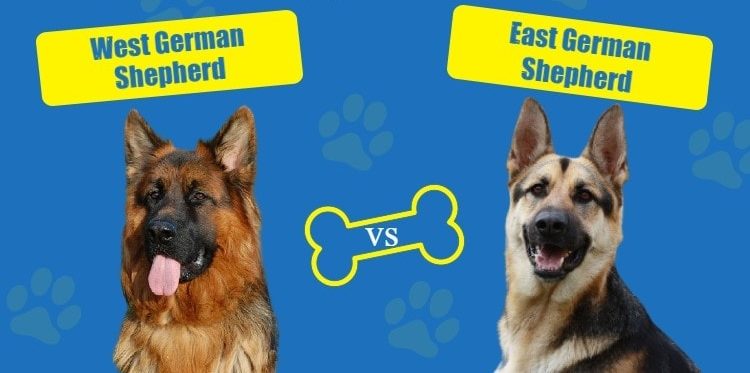 West vs East German Shepherd