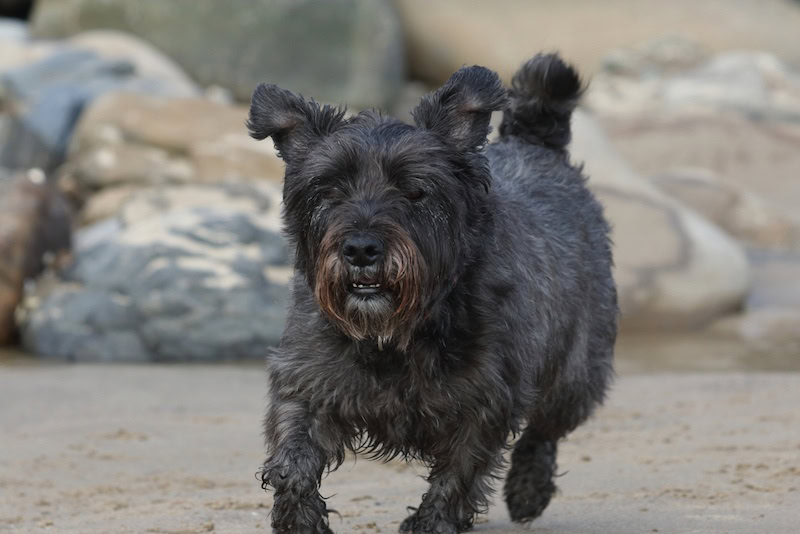 Westie Schnauzer mix dog