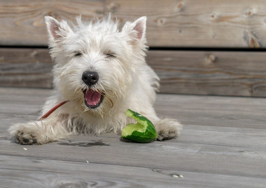 Westie eating cucumber