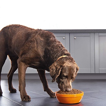 A dog eating wet dog food