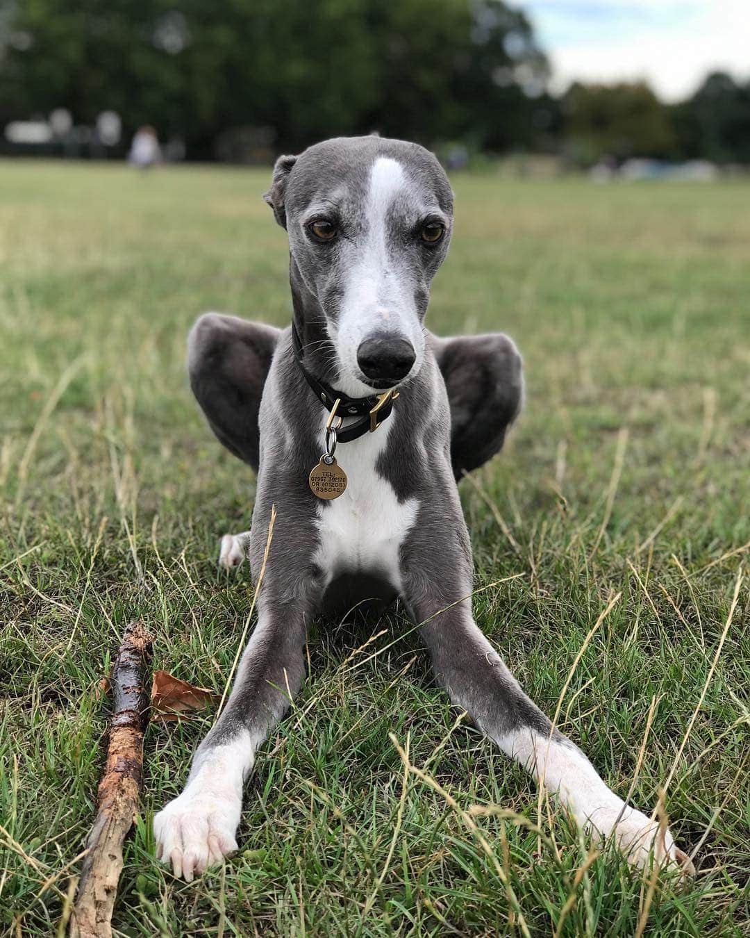 Blue dog best sale types