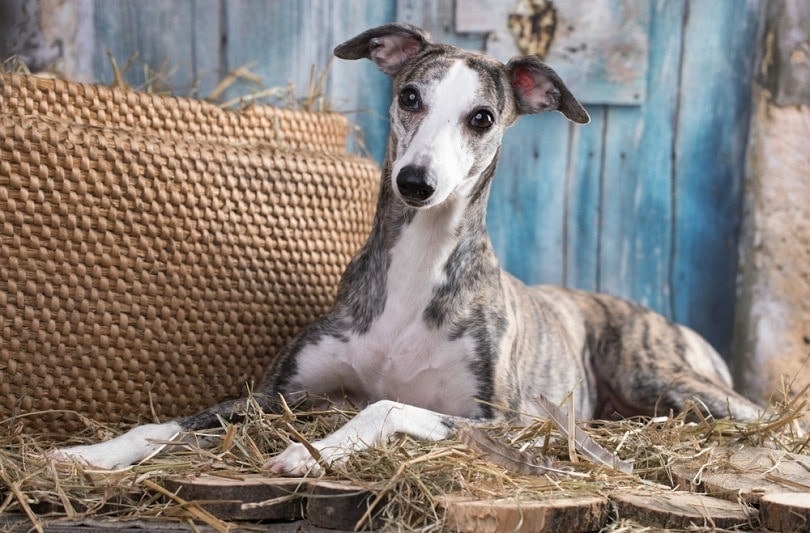 Whippet lies on the hay_Liliya Kulianionak_shutterstock