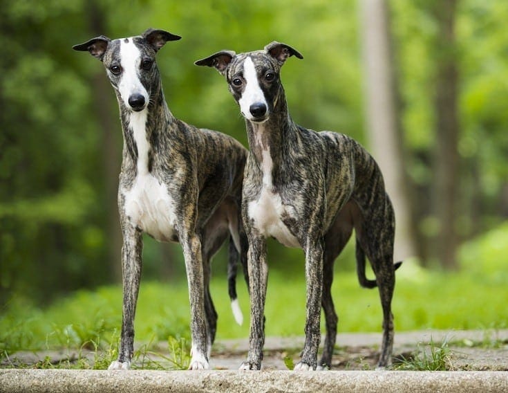 2 galgos en un patio