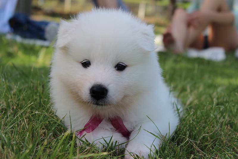 Dogs That Look Like Polar Bears