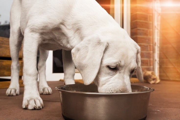 A White Dog Eating Food