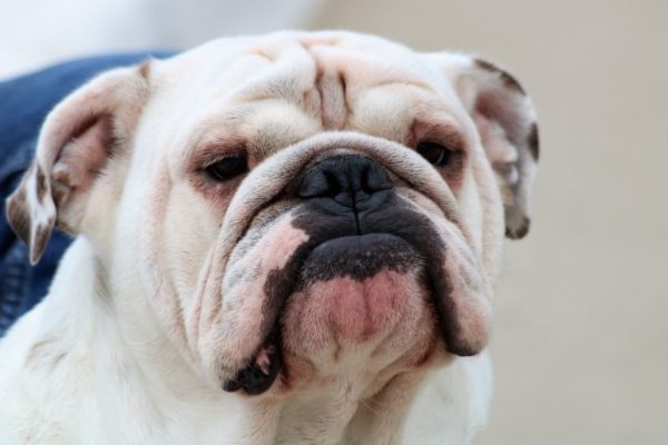 White English Bulldog