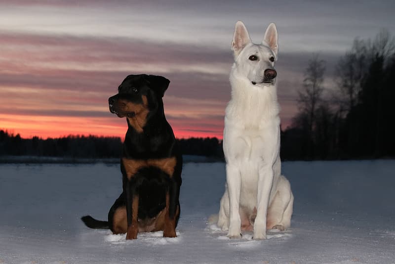 Difference between rottweiler and german shepherd cheap