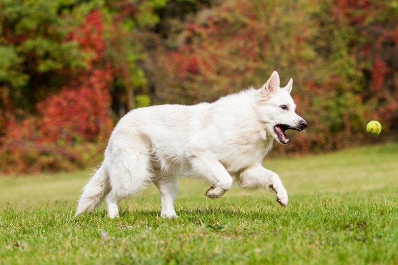 White German Shepherd chasing a tennis ball