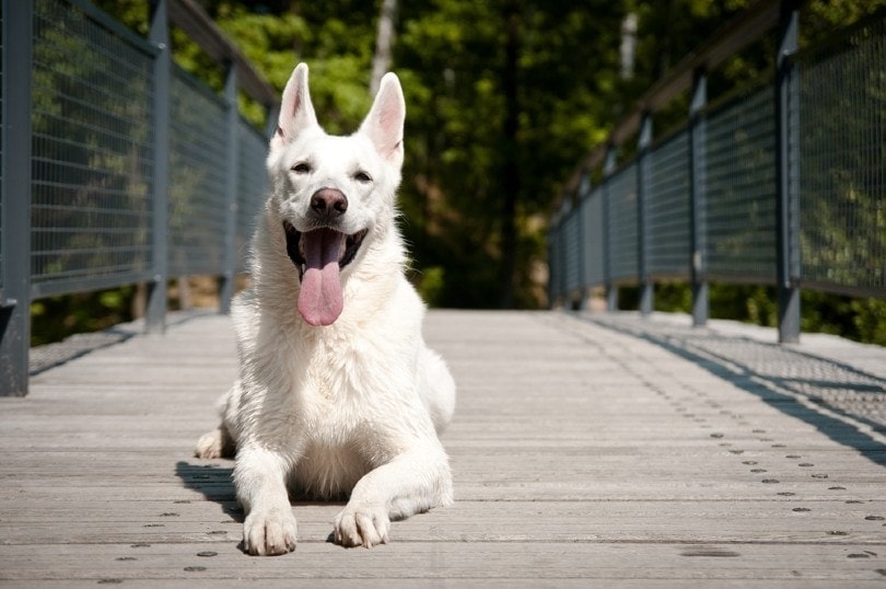 White German Shepherd on the bridge