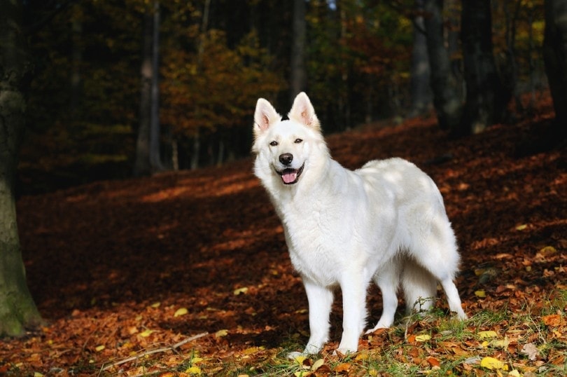 White German Shepherd