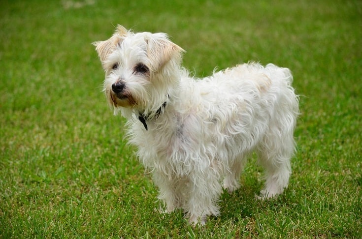 what is the lifespan of a poodle mix terrier