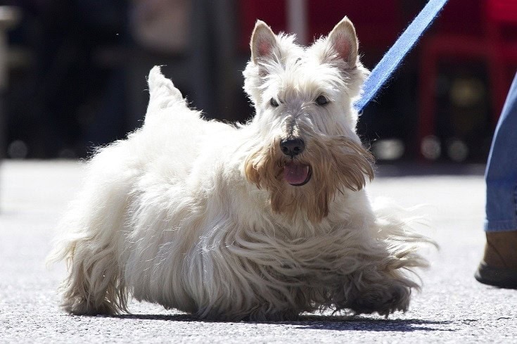 White Scottish Terrier walking