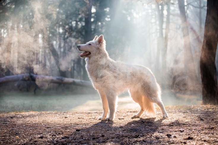 White Swiss Shepherd