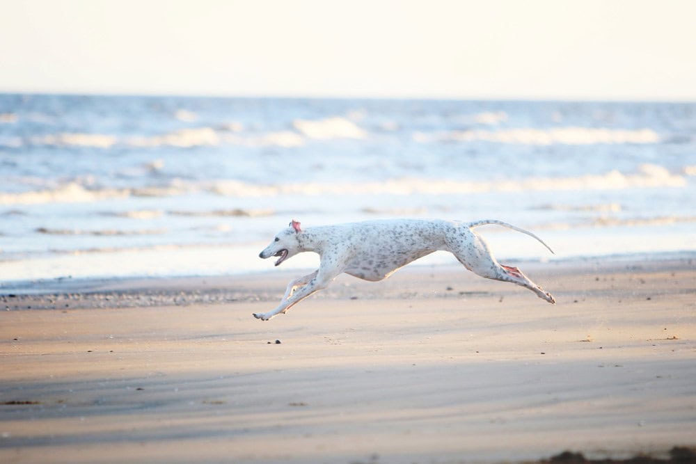 White greyhound running on beach