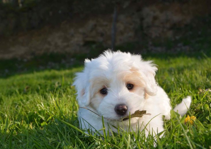 100 White Dog Names 2022 Top Picks For Crisp Clean Pups Hepper