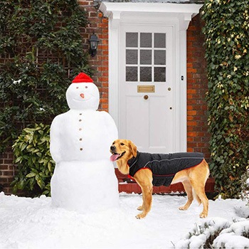 Winter Self Warming Dog Coat-Expawlorer