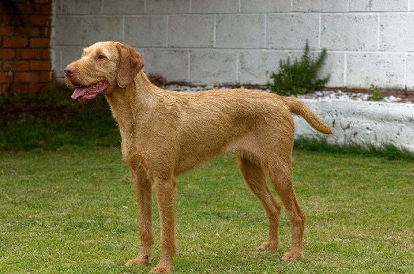 can vizslas be aggressive