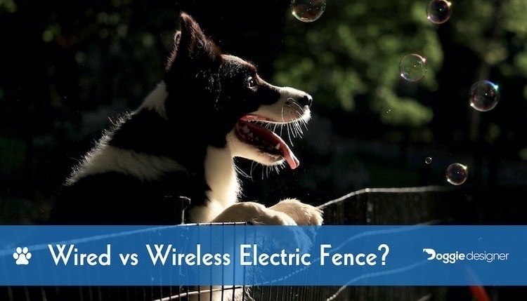 wired electric dog fence