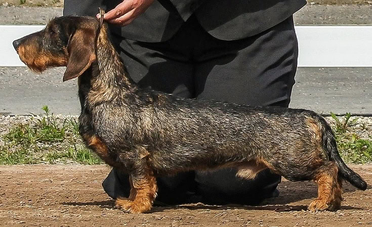 Wirehaired Dachshund Dog Breed