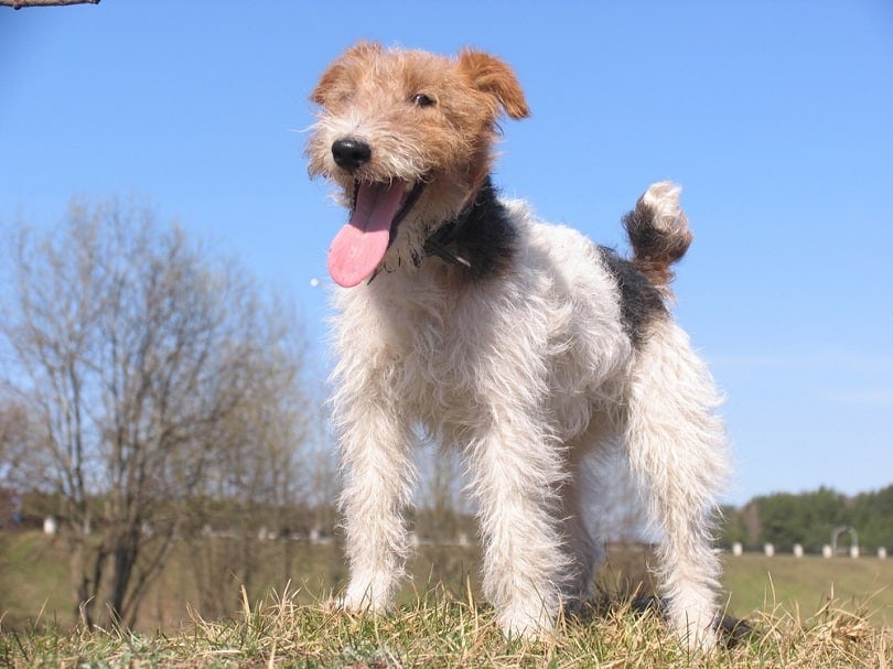 Wire Haired Terrier with Blue Eyes - wide 6