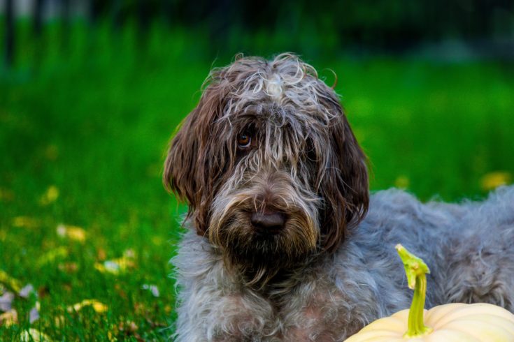 Wirehaired Pointing Griffon close up