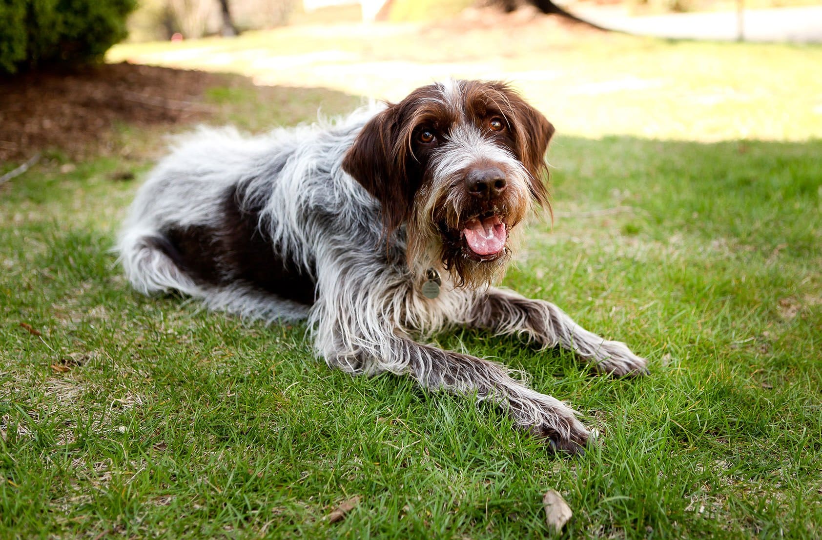 Wirehaired Pointing Griffon in the grass
