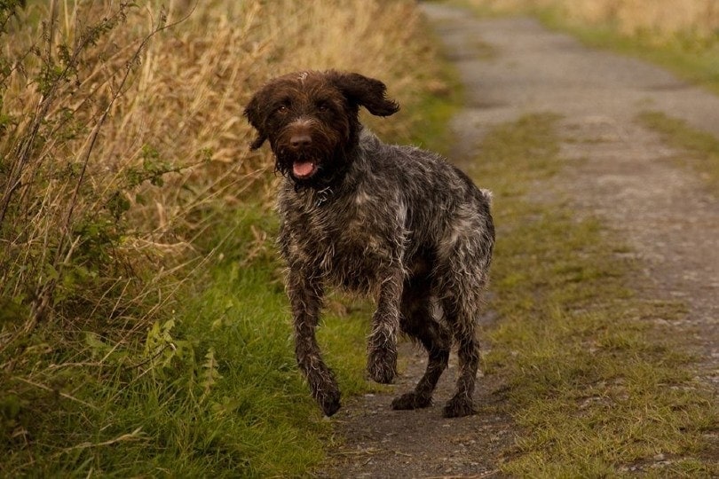 Wirehaired Pointing Griffon running in the field