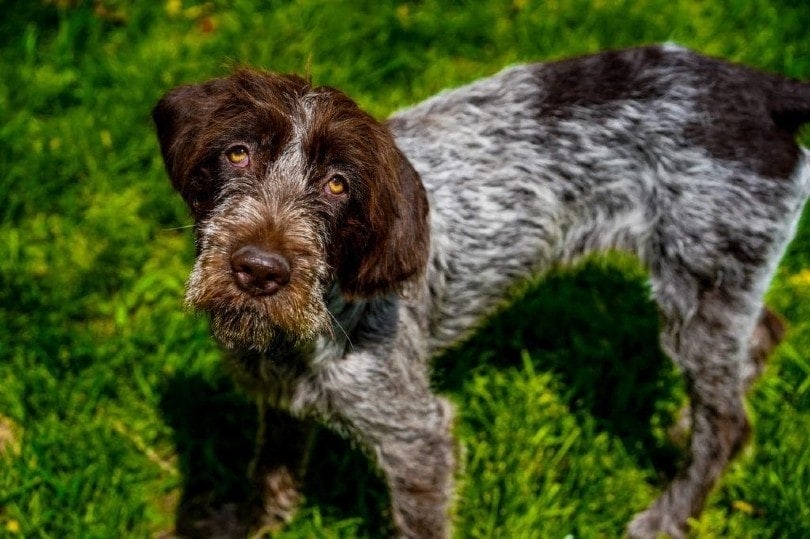 Wirehaired Pointing Griffon standing on grass