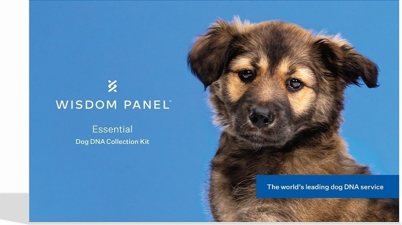 Wisdom Panel Essential Dog DNA Test