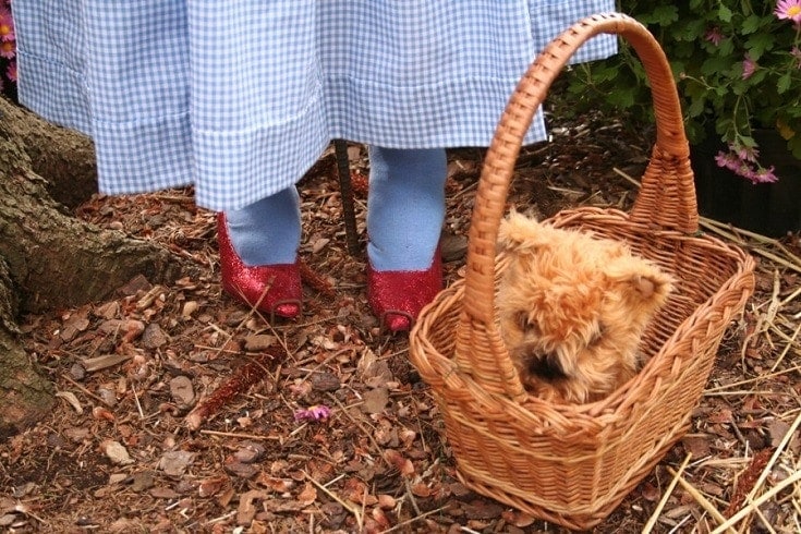 Wizard of Oz Toto_Shutterstock_aceshot1