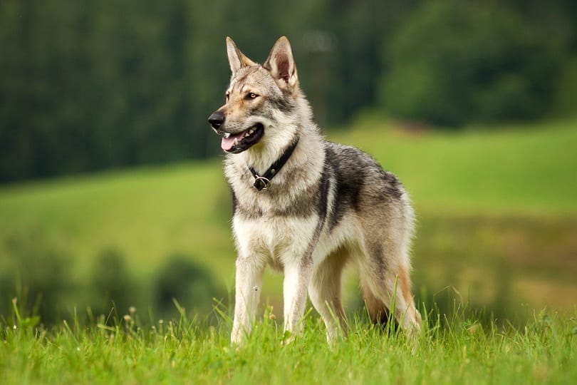 Wolfdog in the meadow