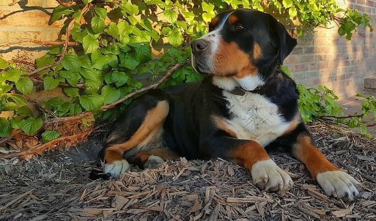 are cedar shavings ok for puppies