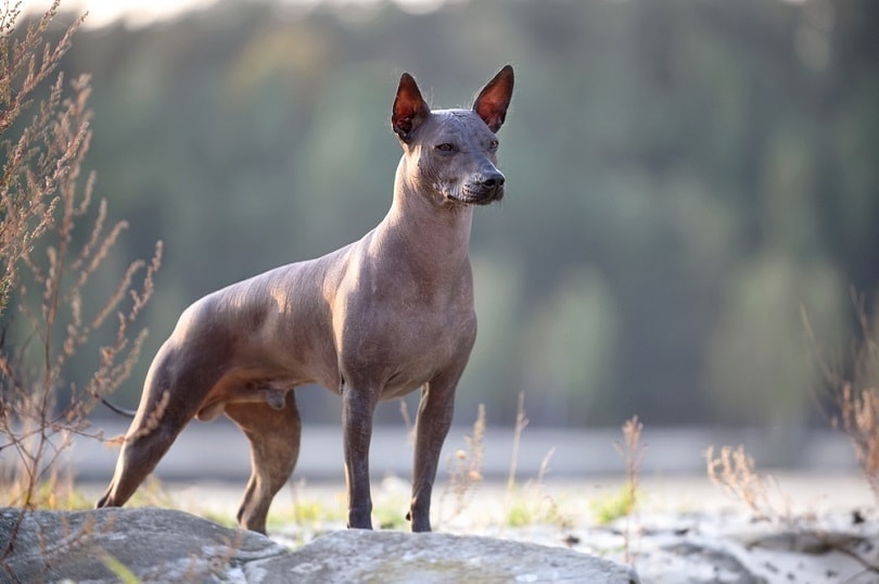 Xoloitzcuintle standing on a natural landscape