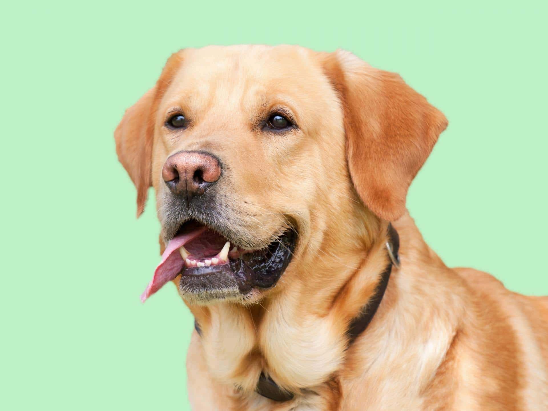 Yellow Labrador Retriever