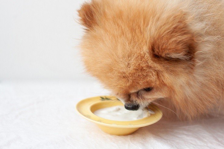 Yellow bowl with yogurt and the head of a small dog_varvara serebrova_shuttterstock