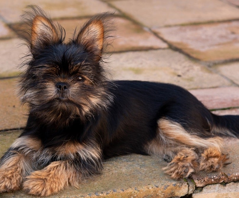 Yorkie Pekingese cross puppy