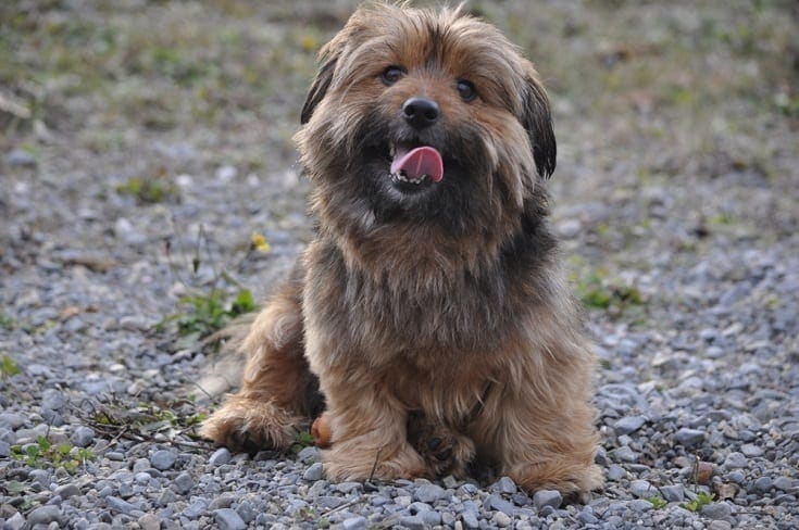 pomeranian cross yorkie puppies