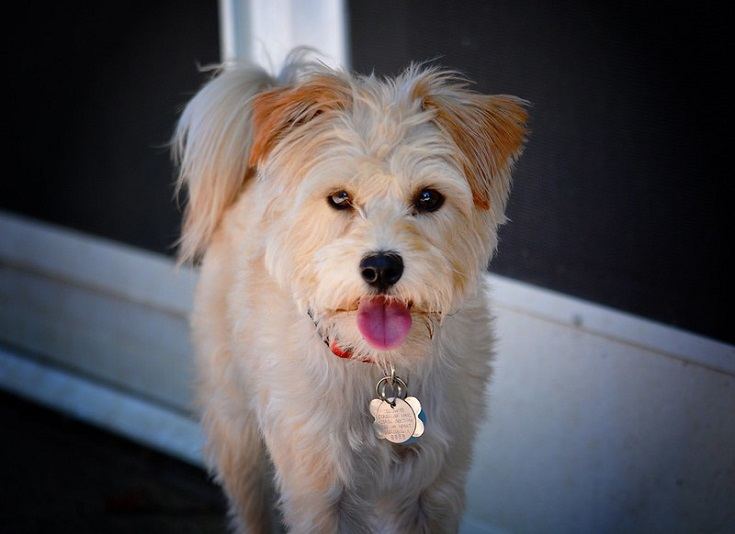 Yorkipoo dog
