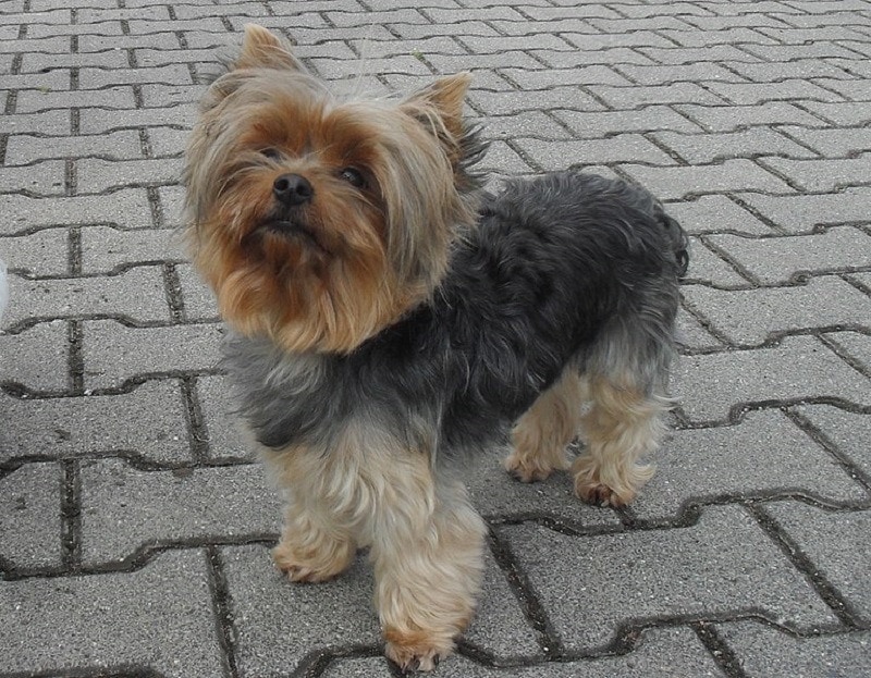 Yorkshire Terrier