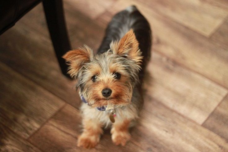 Yorkshire Terrier