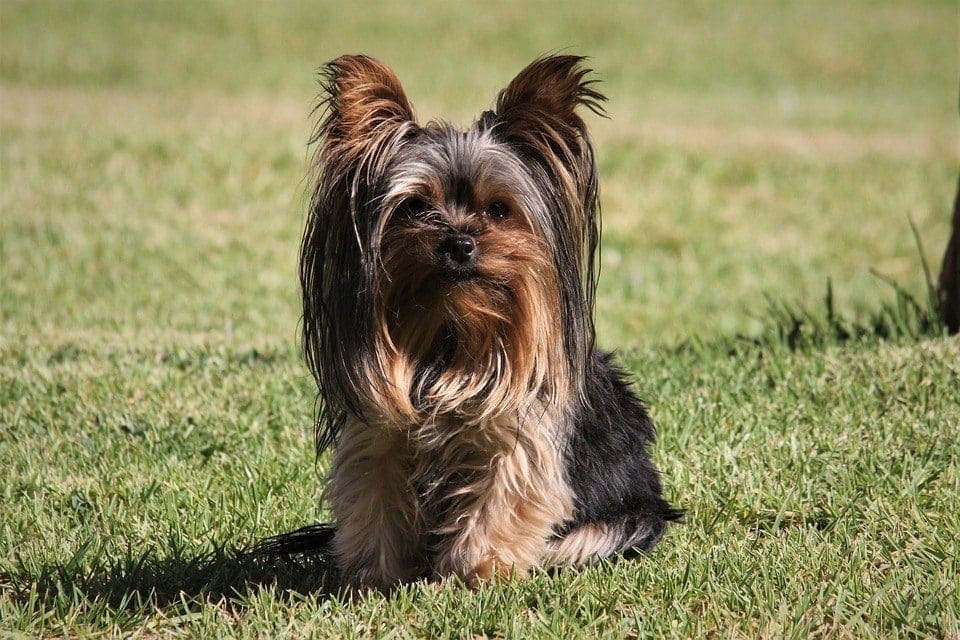 whats the difference between a yorkie and silky