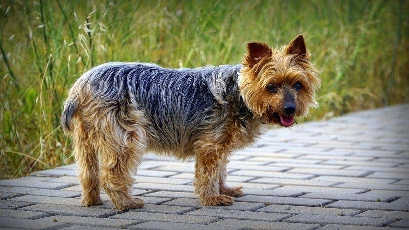 Yorkshire Terrier standing on the pavement
