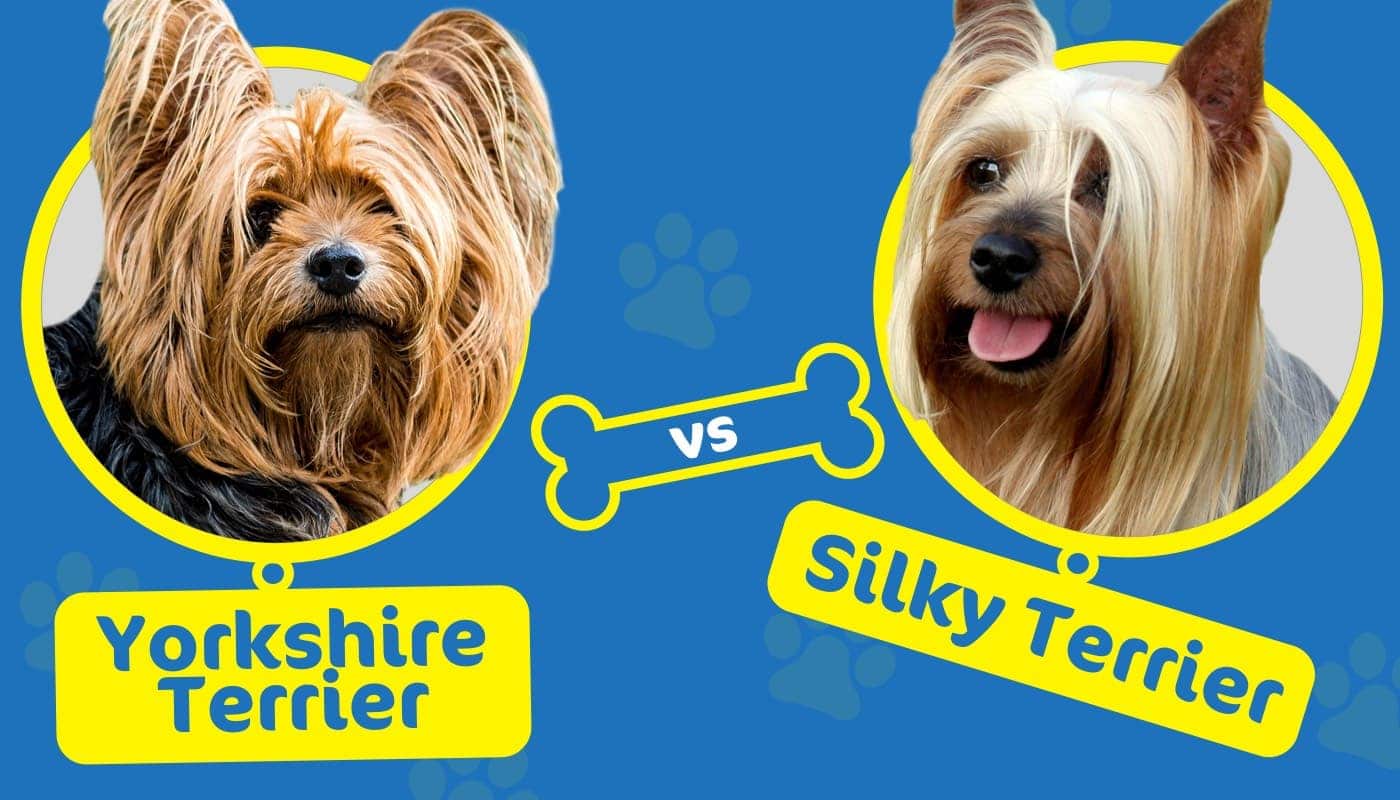 Yorkshire Terrier vs Silky Terrier