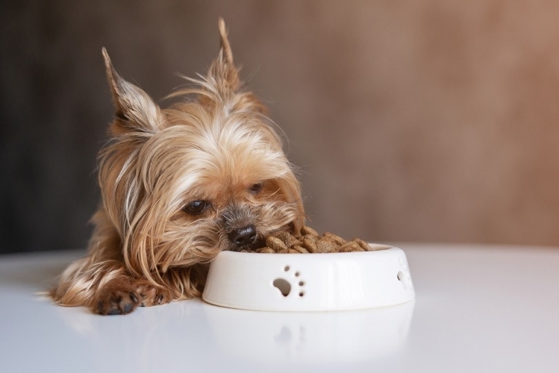A Yorkie dog next to a bowl of food