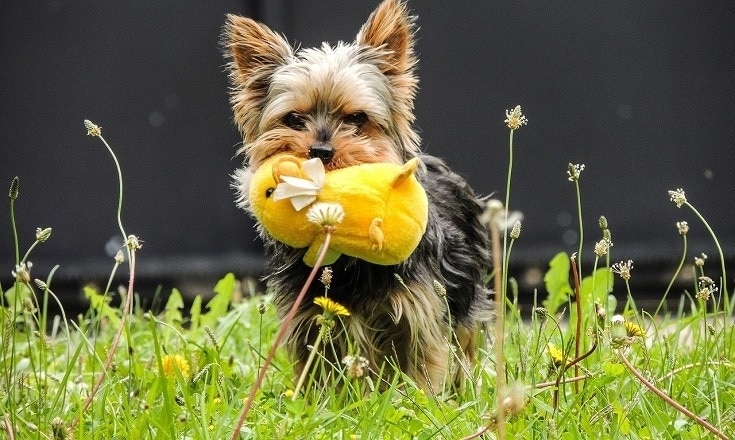 Yorkshire Terrier with toy