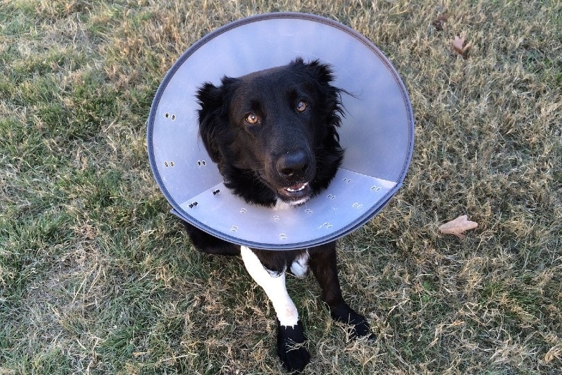 a black dog wearing a cone of shame